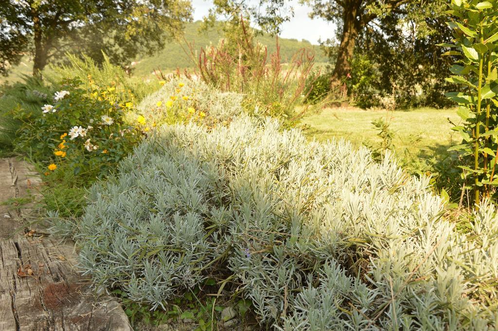 Agriturismo Riparossa Allerona Eksteriør billede