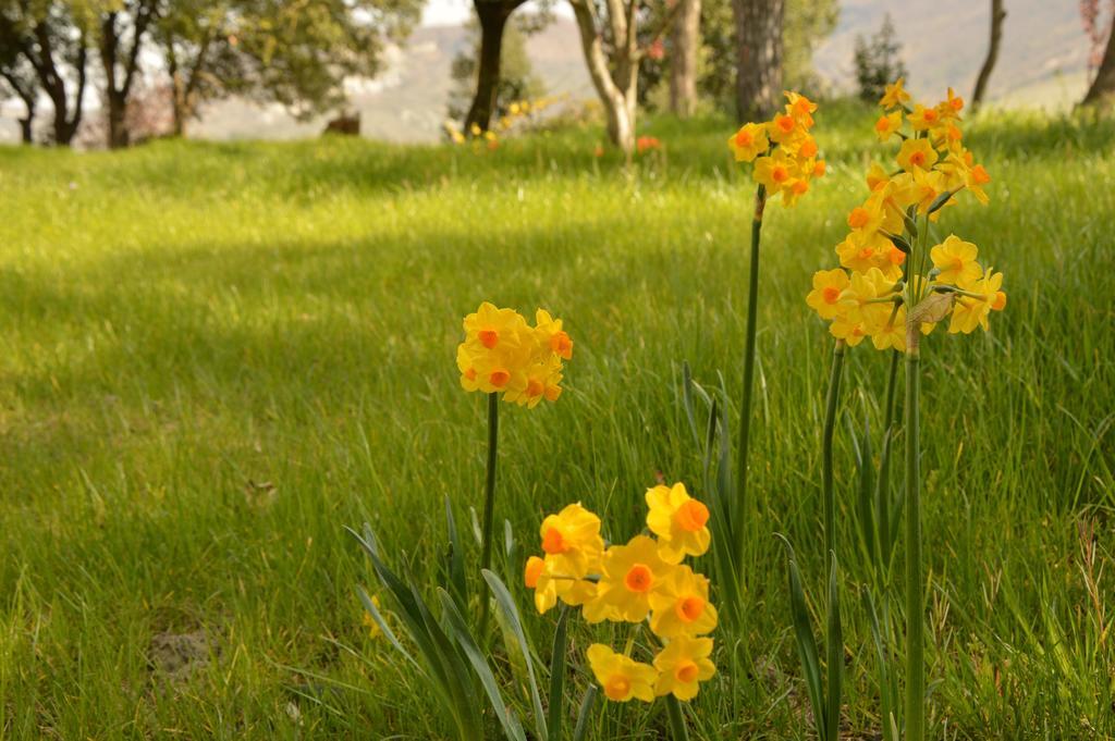 Agriturismo Riparossa Allerona Eksteriør billede