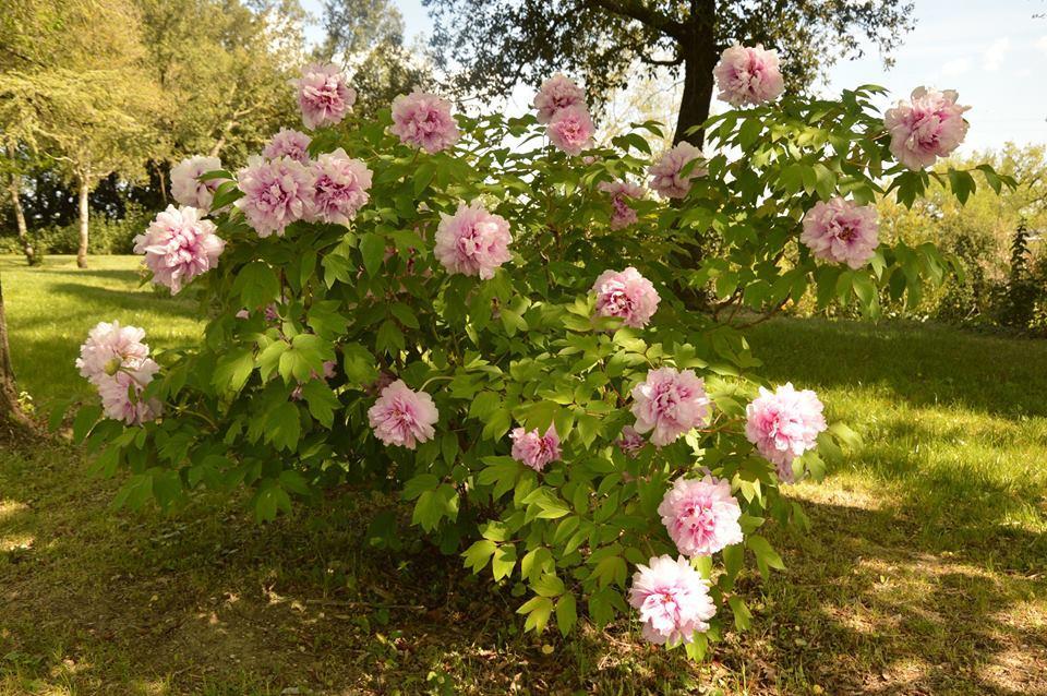Agriturismo Riparossa Allerona Eksteriør billede